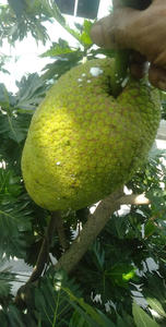 Goût frais Vietnam fruit à pain congelé La technologie IQF préserve la saveur et la texture pour l'industrie alimentaire - Product Image 3