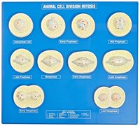 División celular animal, mitosis, una parte del ciclo celular en el que los cromosomas replicados se dividen en dos núcleos nuevos.