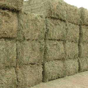 ทิโมธีหญ้าแห้งสำหรับอาหารสัตว์หญ้าชนิตหนึ่ง - Product Image 3