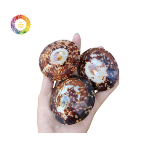 เปลือกหอยรูปวงรีขัดเงาของเวียดนามสำหรับการออกแบบชายฝั่งที่สร้างสรรค์เหมาะสำหรับร้านค้างานฝีมือ - Product Image 1