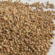 Millet jaune français non glutineux séché de nouvelle récolte, haute qualité, faible humidité (14%), durée de conservation de 24 mois, alimentation animale - Product Image 3