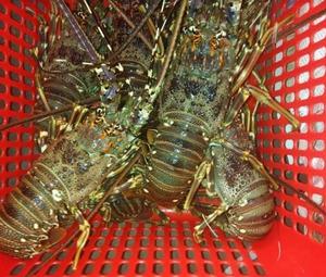 Premium Seafood Fresh and Frozen <b>Lobster</b>, <b>Lobster</b> Tails for Sale/Live <b>Lobsters</b>/live Spiny <b>Lobsters</b> - Product Image 4