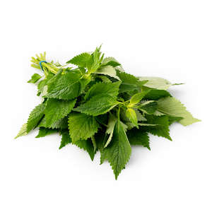 POLVO DE PERILLA NATURAL/DERIVADOS DE PLANTAS/SIN CONSERVADORES/GRADO FINO - Product Image 2