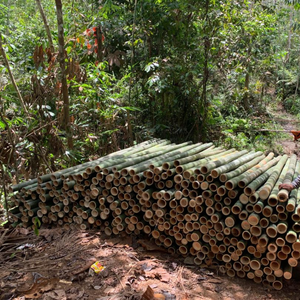 ต้นไผ่โมโซธรรมชาติรองรับรายละเอียดสาขาสำหรับการทำฟาร์มและโครงการสีเขียววัตถุดิบไม้ไผ่ - Product Image 6