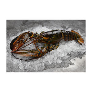 Lobsters entiers crus à livraison rapide pour les programmes d'approvisionnement direct en usine - Product Image 6