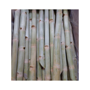 Caña de azúcar congelada de alta calidad, dulce, fresca y limpia, ideal para exportadores de bebidas, fábricas de jugos y productores de bebidas - Product Image 3