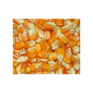 Grans de maïs jaune séché pur de qualité supérieure/maïs à vendre au prix de gros le moins cher - Product Image 1