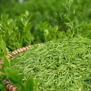 Proveedor OEM de Vietnam, Té Verde de Hojas Sueltas Premium, Secado al Sol Natural, Aroma Fresco, Sabor Dulce - Product Image 3