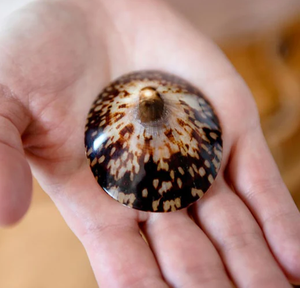 Coquillages d'allaitement naturels-Coquilles ovales naturelles polies Coquillages de haute qualité avec de nombreuses tailles - Product Image 3