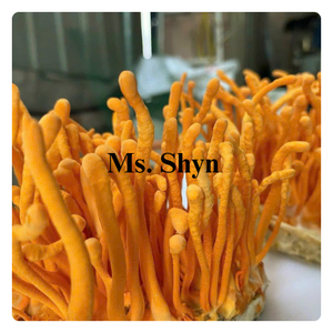 Fournisseur de Cordyceps sec Champignon Militaris-Cordyceps lyophilisé Organique Cordyceps Militaris séché-Ms. Shyn - Product Image 1