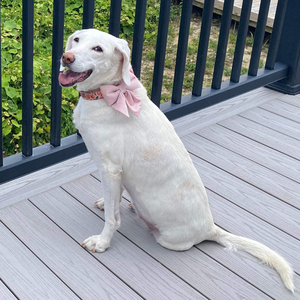 Benutzer definierte Luxus Samt Hund Fliege Personal isierte Hochzeit Halsband Zubehör Klassische oder <span class=keywords><strong>Sailor</strong></span> Style Hund Fliege für besondere Anlässe - Product Image 1