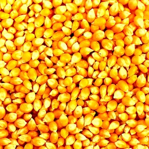 Maíz Amarillo de Primera Calidad, Grano de Maíz Seco y Limpio para Alimentación Animal, Procesamiento de Alimentos, Agricultura, Exportación, Comercio y Suministro a Granel - Product Image 3