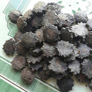 GRAINES DE GAC SÉCHÉES DE QUALITÉ SUPÉRIEURE/NATURELLES ET NUTRITIVES/FABRIQUÉES AU VIETNAM - Product Image 2