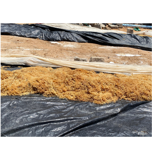 Cartilage d'algues séchées de qualité alimentaire, texture propre et croustillante, fonctionne bien pour la base de soupe ou la garniture dans la préparation des aliments - Product Image 6