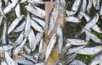Meilleur prix pour le poisson séché, hareng séché du Vietnam, poisson séché AD, hareng Akina