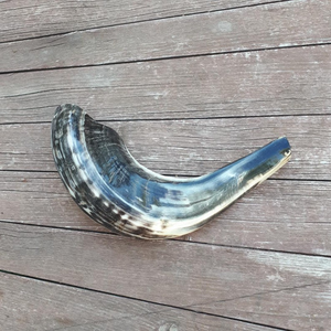 Shofar de Cuerno de Carnero Indio, Artesanía Natural, Acabado Pulido, Impermeable, Diseño Personalizado, Obra de Arte Coleccionable para Judíos - Product Image 4