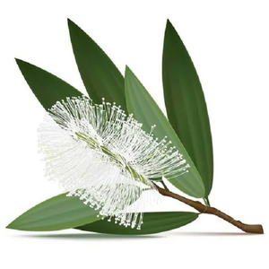 Aceite de Cajeput de Primera Calidad (Aceite Esencial Puro) para Aromaterapia, Destilado al Vapor, para Todo Tipo de Piel, el Mejor - Product Image 2