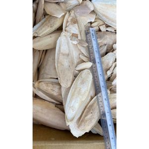 High Quality Cuttlefish Bone Supplement Cálcio-Rich Small <span class=keywords><strong>Food</strong></span> for Birds and Pets High Protein Feature