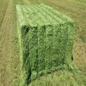 Certified Alfalfa <b>Hay</b> Compressed <b>Bales</b> <b>For</b> <b>Sale</b> - Product Image 4