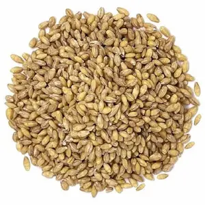 Fornecedor a granel que vende trigo 100% orgânico de qualidade premium/grãos de trigo a baixo preço de mercado