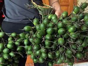 NUEZ BETEL CONGELADA DE ALTA CALIDAD PARA APLICACIONES HERBALES TRADICIONALES Y FABRICACIÓN FUNCIONAL DE ALIMENTOS SANOS - Product Image 3