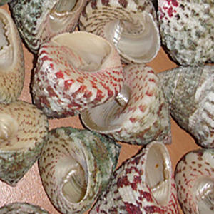 Trochus Radiatus pulido artesanía natural Shell motivo pirámide tamaño 30-40mm SEASHELL JEWELRY - Product Image 3