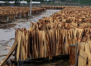Placages de panneaux pelés prêts en vrac de haute qualité - Product Image 5