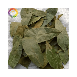 Hojas secas de Guanábana más vendidas Hoja de Graviola Proveedor a granel Hojas de muricata de Annona de Vietnam para comercio global y negocios de exportación - Product Image 5