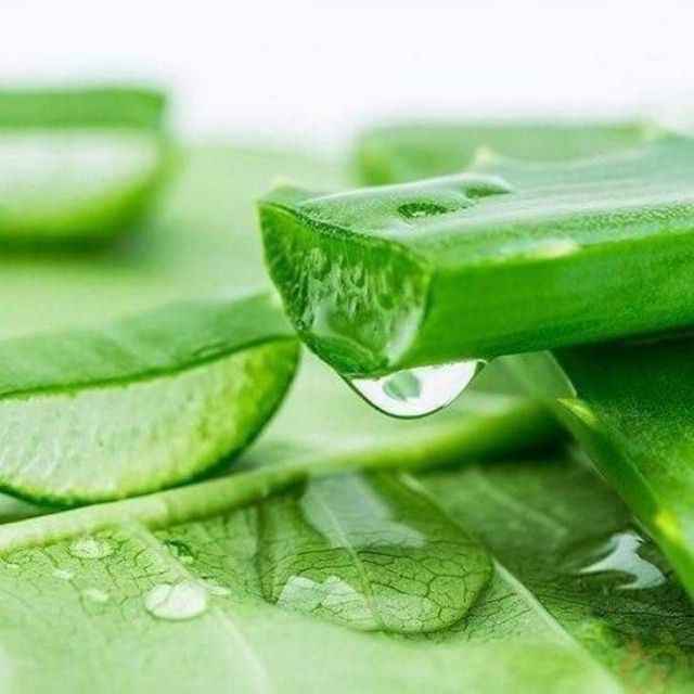 100% Pure Aloe Vera and Aloe Vera Jelly for Soft Drinks Fruits and Vegetable Juice Aloe Vera in Syrup From Vietnam