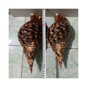 Natural Caribbean Triton Trumpet Seashell-Maceta elegante para decoración temática de playa y creaciones de exhibición náutica - Product Image 5