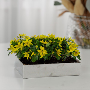CBR1273SV - Rectángulo Largo Plateado - 12x7x3 - Product Image 6
