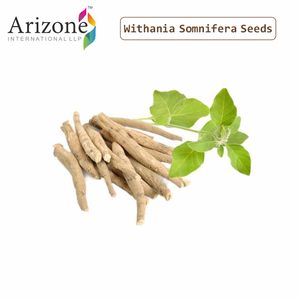 Graines, racines et extraits de Withania Somnifera |   Extrait d'Ashwagandha Withania Somnifera - Product Image 3