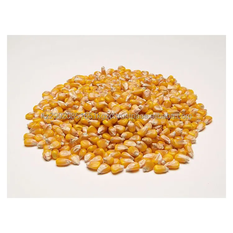 Dried yellow corn for feeding animals suitable for cattle and horses good quality from manufacturer animal feed corn