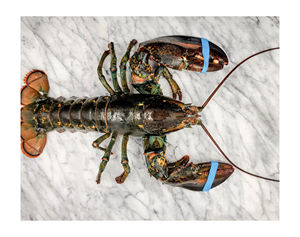 Homard frais vivant en gros, homards vivants de Boston, produits de la mer, produits d'exportation américains, produits canadiens - Product Image 3