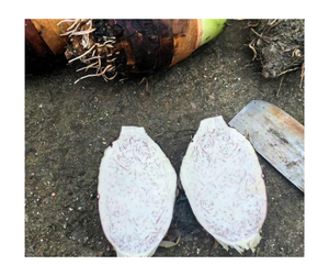 ก้อนเผือกแช่แข็งในเวียดนามลูกเผือกปอกเปลือกสีขาว - Product Image 5