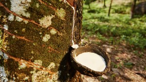 Caucho de látex natural de alta calidad directo de fábrica mejor precio materias primas de grado de moldeo estándar de Tailandia para la venta a EE. UU. - Product Image 2