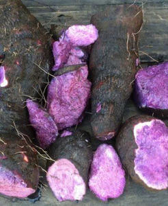 MORCEAUX DE YAM VIOLET LUMINEUX À CHAÎNE FROIDE SCELLÉE SOUS SOUS VIDE EXPORTATION DE RÉCOLTE FRAÎCHE - Product Image 5