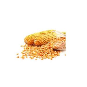 Nouvelle récolte Maïs jaune pour la consommation humaine et animale Maïs jaune - Product Image 6