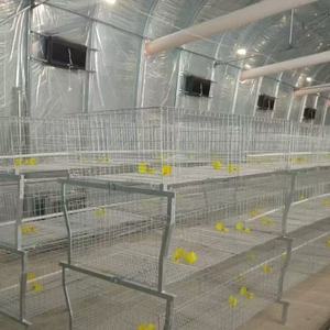Jaulas de batería comerciales Gallinas ponedoras Equipo de alimentación automática Nuevas jaulas de capa de pollo tipo A de acero - Product Image 5