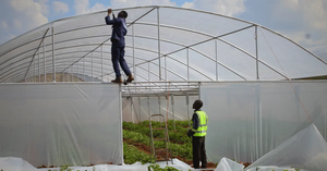 Serre agricole à simple travée avec structure en acier et couverture en film plastique pour la culture des légumes - Product Image 6