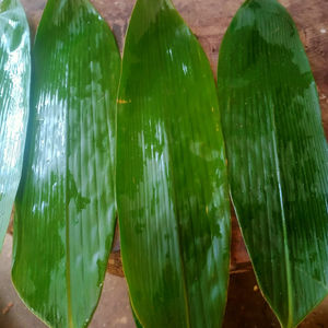 Venta al por mayor hojas de bambú frescas naturales envolver sushi - Product Image 1