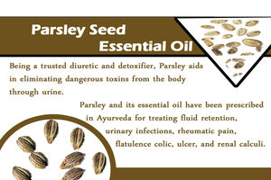 Aceite esencial puro de Venta caliente-Aceite de semilla de perejil para aromaterapia y cosméticos Precio de fábrica - Product Image 5