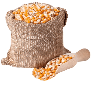 Maíz Orgánico Seco Blanco para Alimentación Animal - Product Image 4