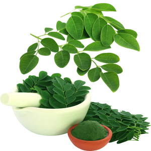 USDA Orgánico Natural Seco Moringa Oleifera Polvo Extracto Cuidado DE LA SALUD Suministro - Product Image 1