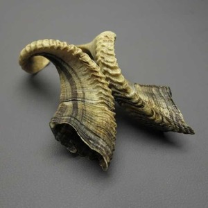 Majestic Ram's Call: Cuerno Shofar de oveja hecho a mano para la felicidad espiritual a precios baratos por artesanía creciente - Product Image 4