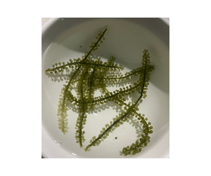 องุ่นทะเลคุณภาพสูง: องุ่นทะเลอบแห้งจากเวียดนามจำนวนมากองุ่นทะเลสดพร้อมข้อเสนอส่งออกพิเศษและมาตรฐานสูงสุด - Product Image 4