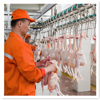 2026 Ligne d'Abattage de Volaille Complète Automatique pour Abattoirs Industriels