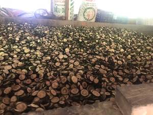 Naranja joven seca de calidad premium a precio asequible, Exportación a granel - Product Image 5