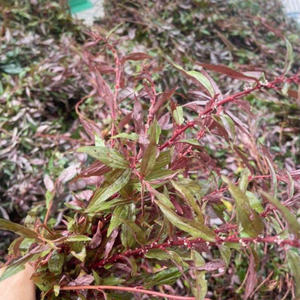 Thé Pouzolzia violet en gros, feuilles de thé authentiques d'origine vietnamienne, Mme May - Product Image 6