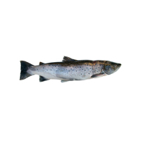 100% Vente en gros de saumon de qualité exportée Fournisseur de fruits de mer de haute qualité Saumon de l'Atlantique (salmo salar) à vendre